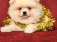 Pomeranian boo ayı surat yavrularımız