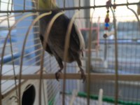 2 adet sultan papağanı çift