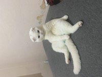 Kedi prens bal scottish fold