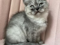 Safkan british longhair