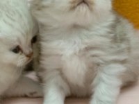 Scottish fold yavrular