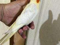 49 GÜNLÜK LUTİNO BEBEK SULTAN PAPAĞANI