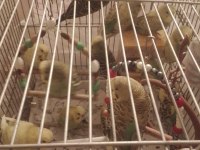 Yavru jumbo muhabbet kuşu