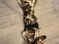 9 aylık dişi french bulldog tiger desenli aşıları tam