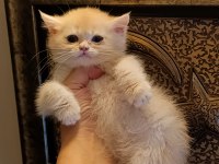 Lilac golden erkek yavru british shorthair