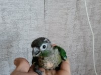 Yavru konur papağanı