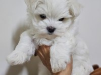 TEACUP KOREKAN MALTESE YAVRULARIMIZ