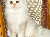 BRİTİSH LONGHAİR KEDİMİZ