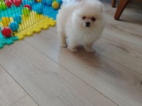 POMERANİAN BOO TEACUP YAVRULAR