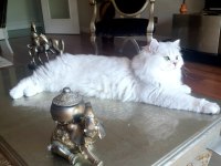 British longhair yavruma huzurlu bir yuva arıyorum