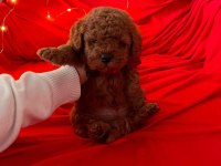 Safkan Toy Poodle Bebekler