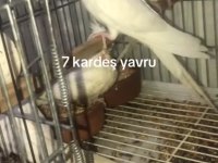 Albino sultan bebekler yuvadan uçmaya hazır