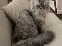Chinchilla prense eş arıyoruz