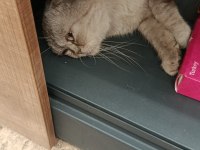 AŞIRI UYSAL EV KEDİSİ