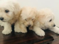 Maltese terrier 4 erkek bebiş