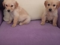 Golden retriever yavrumuz baby face ırk garantili teslim