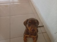 3 AYLIK KAHVERENGİ DOBERMAN
