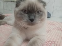 Scottish fold blue point