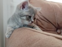 2 tane british shorthair yavrumuz