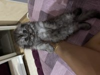 Kedimiz yeni yuvasını bekliyor