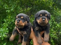 Safkan rottweiler yavruları