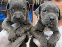 Cane corso yavrularımız