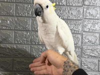 Full evcil kakadu papağanı