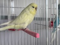 Jumbo muhabbet kuşları takım