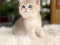 erkek blue golden british shorthair