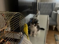 OYUNCU TEKİR KIZ LUNA