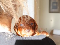Red Toy Poodle