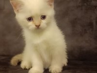 Safkan British shorthair son yavru