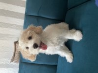 Pamuk gibi maltipoo