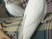 Albino kırmızı göz sultan papağanları