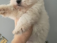 Maltese bebekler