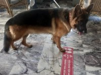 Alman Kurdu Köpeği Yavruları
