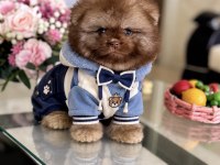 ÇİKOLATA TAM AYICIK POMERANİAN BOO
