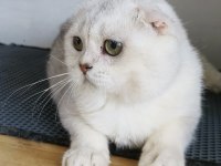 Scottish fold shorthair bs 11 erkek
