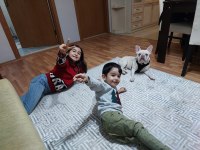 1 YAŞINDA SECERELİ GEN TESTİ VAR FRENCH BULLDOG