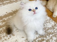 Safkan British Longhair Golden Point Erkek Yavru