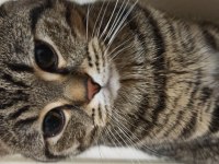 Ücretsiz erkek british shorthair