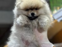 POMERANIAN BOO DÜNYASI