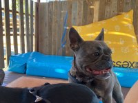 SEVİMLİ DİŞİ FRENCH BULLDOG