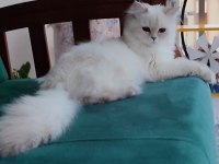British longhair golden point cy11 33 full şecereli