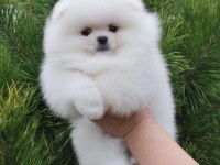 Mersin Pomeranian Boo Köpeklerimiz