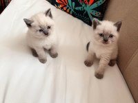 BRİTİSH YAVRULARIMIZ DİŞİ ERKEK