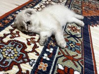 Scottish fold kızımıza acil yuva arıyoruz