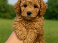 Orjinal kaliteli Poodle