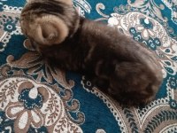 Scottish fold yeni yuvamızı arıyoruz
