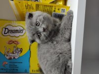 Kaliteli british shorthair yavrular dişi ve erkek mevcut